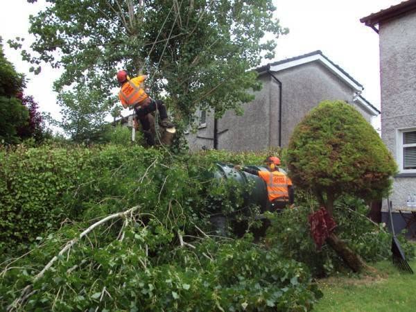 P&M Property Maintenance – Tree surgery project